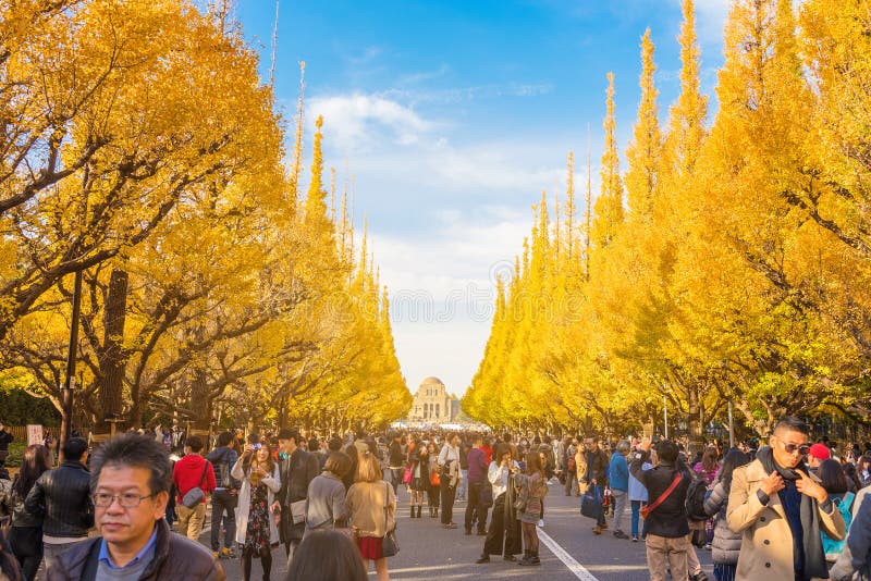 TOKYO, JAPON : 25 novembre 2017 : Les gens visitent l'avenue Ginkgo à Tokyo Le Ginko jaune coloré quitte le branches en automne à photo stock TOKYO, JAPON : 25 novembre 2017 : Les gens visitent l'avenue Ginkgo à Tokyo Le Ginko jaune coloré quitte le branches en automne à photo stock