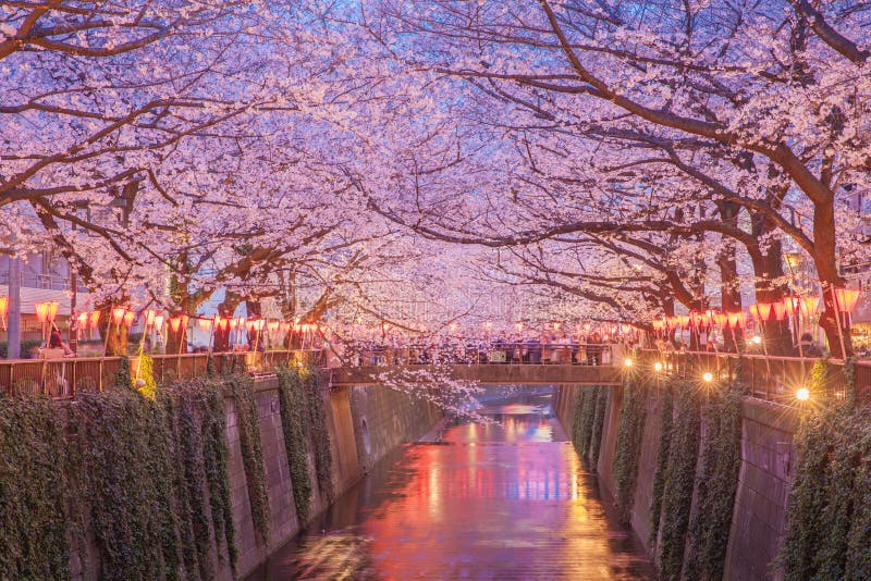 Tokyo sakura cherry blossom with light up