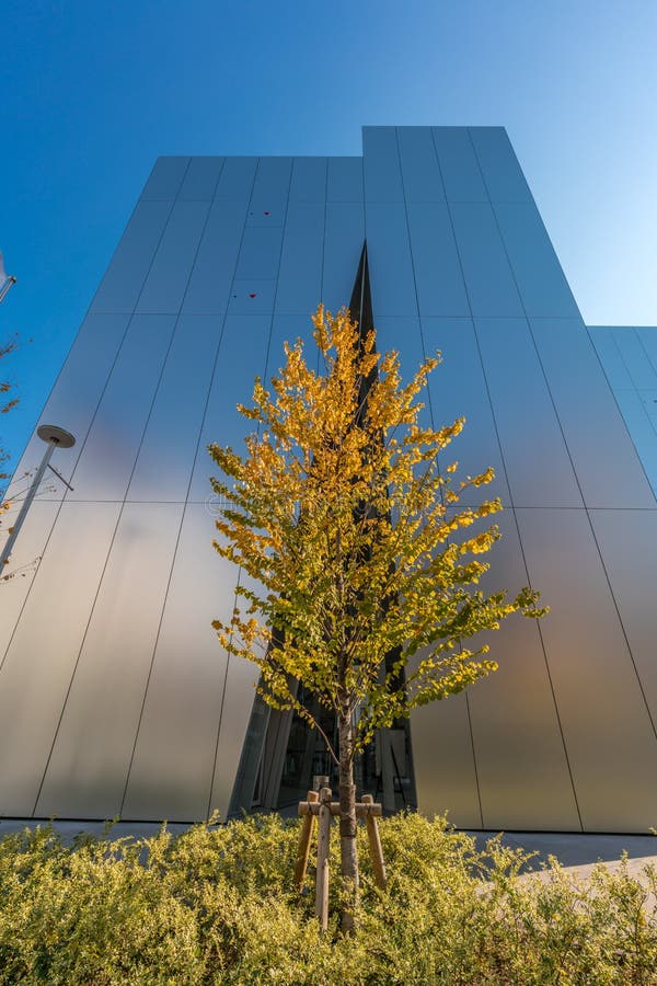 Tokyo, Sumida-ku - Nobember 17, 2017 : Fall foliage of Ichou or Ginkgo biloba tree in front of Sumida Hokusai Museum (Sumida Hokusai Bijutsukan). Designed by Kazuyo Sejima