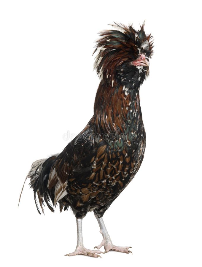 Tollbunt tricolor Polish Rooster, 6 months old