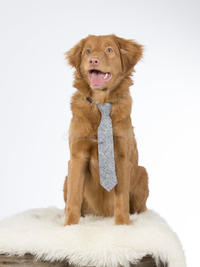 nova scotia duck tolling retriever stuffed animal