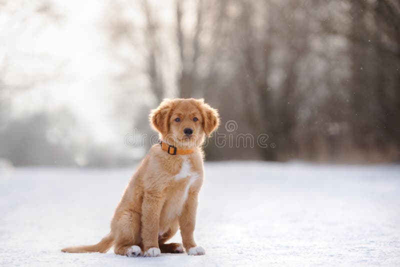 toller szczeniak siedzi outdoors w zimie fotografia royalty free toller szczeniak siedzi outdoors w zimie fotografia royalty free