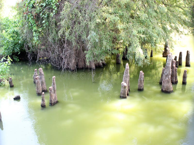Toltec Mounds - Cypress Knees. royalty free stock images Toltec Mounds - Cypress Knees. royalty free stock images