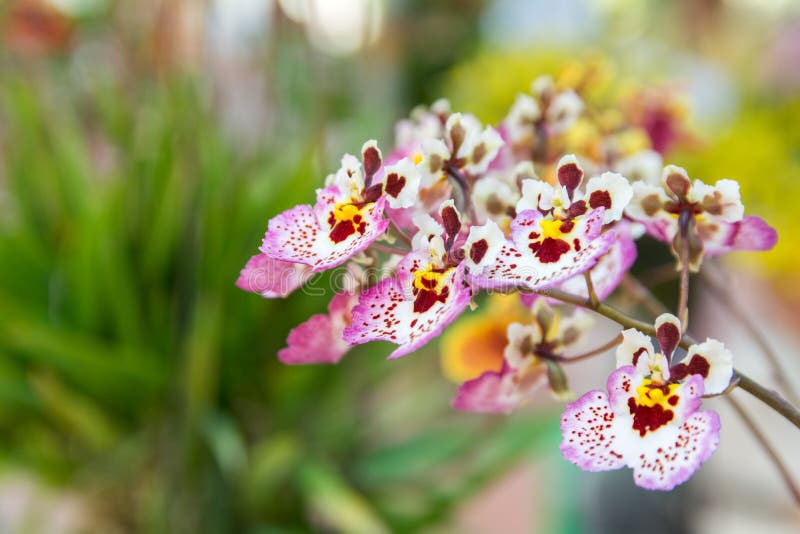 Tolumnia Culture Orchid stock photo. Image of colorful - 80214530