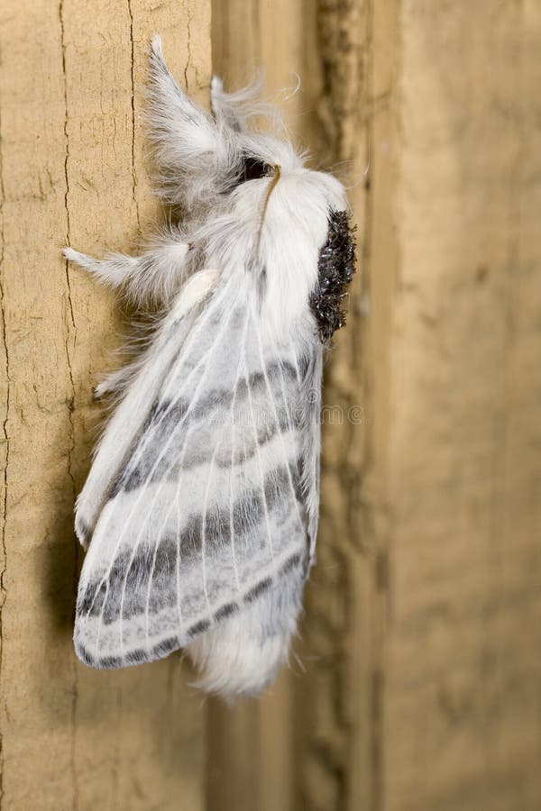 Tolype distincta moth found near Seattle