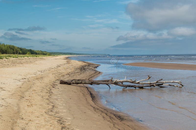Tom baltisk havsstrand i latvia arkivbilder
