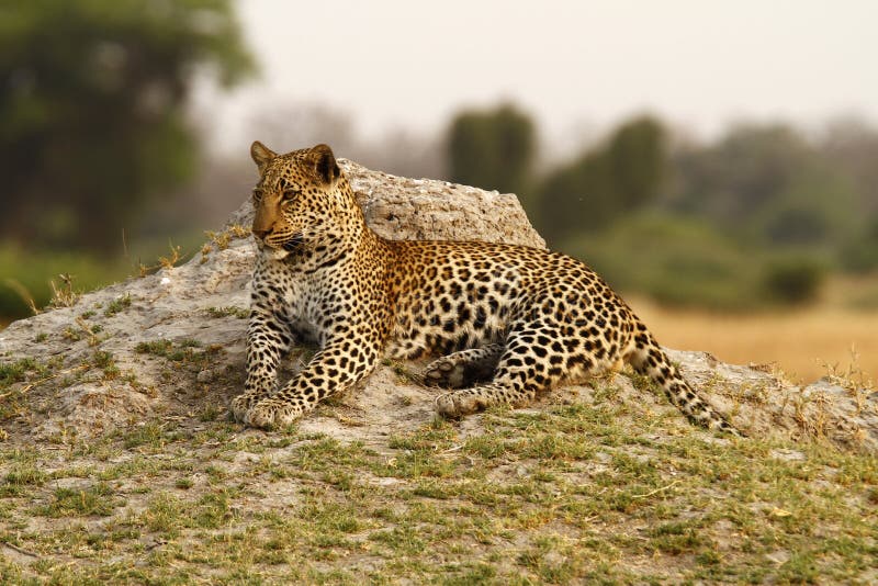 Tom Leopard grande hermoso imagenes de archivo Tom Leopard grande hermoso imagenes de archivo