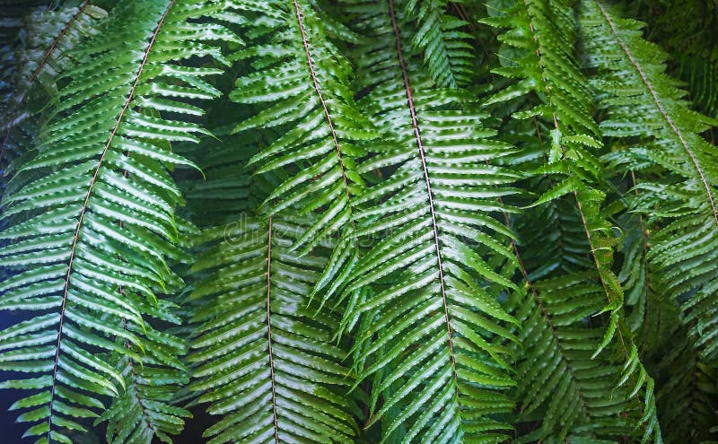 Tom modell för härlig naturlig ormbunke Perfekt bakgrund med unga gröna tropiska sidor av en ormbunke Lövverkväxt kopiera avstånd fotografering för bildbyråer Tom modell för härlig naturlig ormbunke Perfekt bakgrund med unga gröna tropiska sidor av en ormbunke Lövverkväxt kopiera avstånd fotografering för bildbyråer