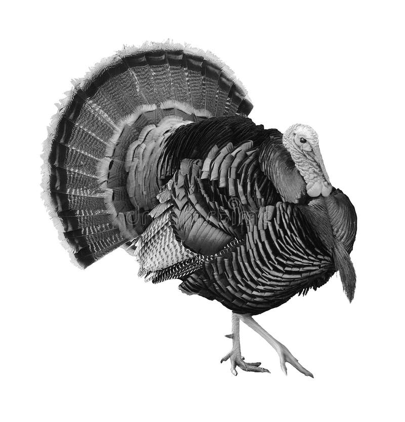 Tom Turkey Stock Illustrations 322 Tom Turkey Stock Illustrations
