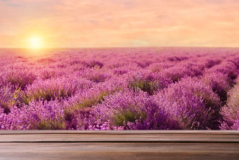 Tom träyta och vackert blomningsfält på sommardag vid solnedgång
