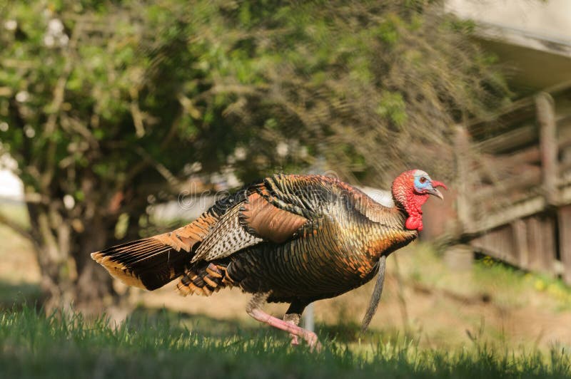 Male turkey fighting stock photo. Image of iridescent 8834664