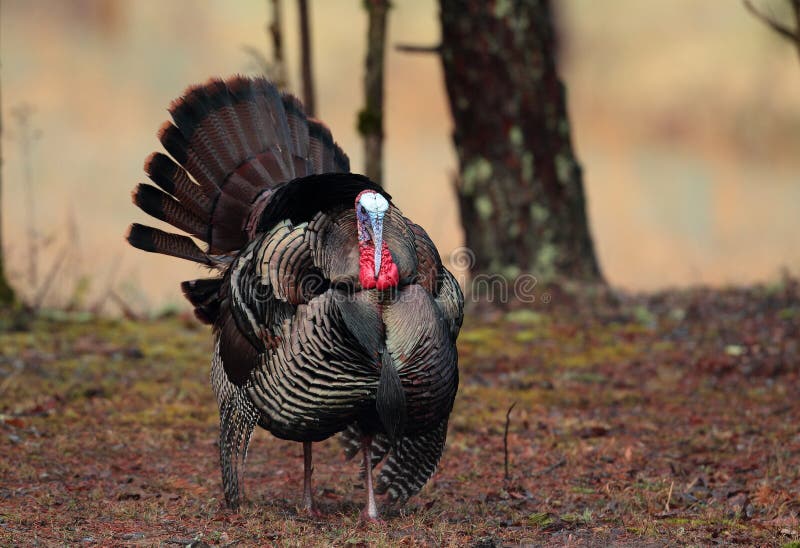 Tom Turkey stock photo