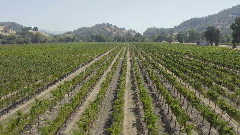 Toma aérea por drones de arbustos de vid en una bodega del valle de napa metrajes