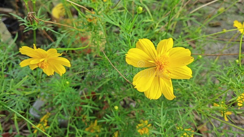 Toma cercana de la flor cosmos sulphureus. almacen de video