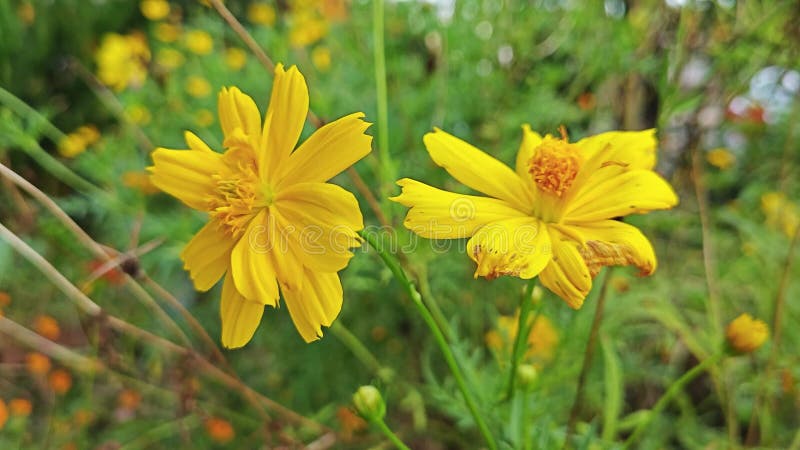 Toma cercana de la flor cosmos sulphureus. almacen de video