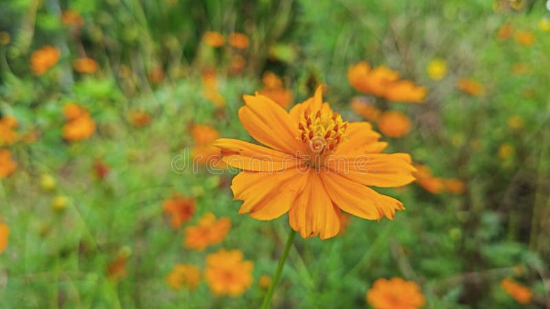 Toma cercana de la flor cosmos sulphureus. almacen de video