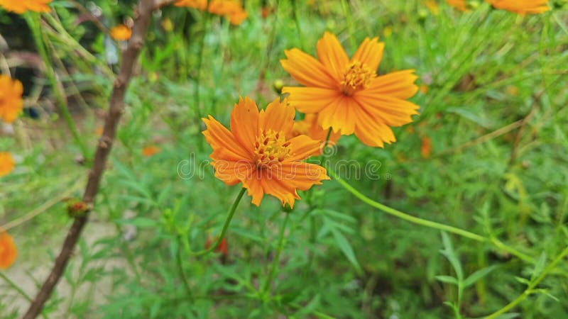 Toma cercana de la flor cosmos sulphureus. metrajes