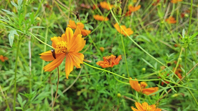 Toma cercana de la flor cosmos sulphureus. metrajes