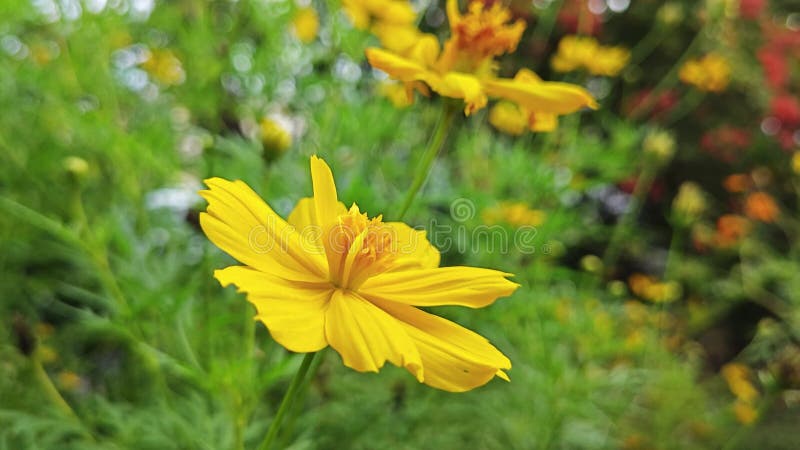 Toma cercana de la flor cosmos sulphureus. metrajes