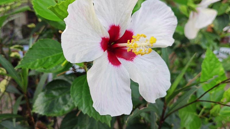 Toma cercana de la flor cosmos sulphureus. almacen de video