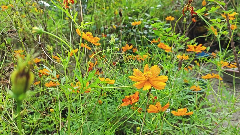 Toma cercana de la flor cosmos sulphureus. almacen de video