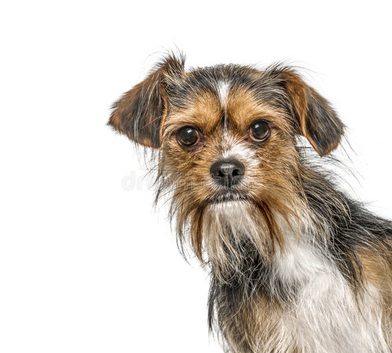Toma de cabeza de un perro de raza mixta con un yorkshire aislado en blanco