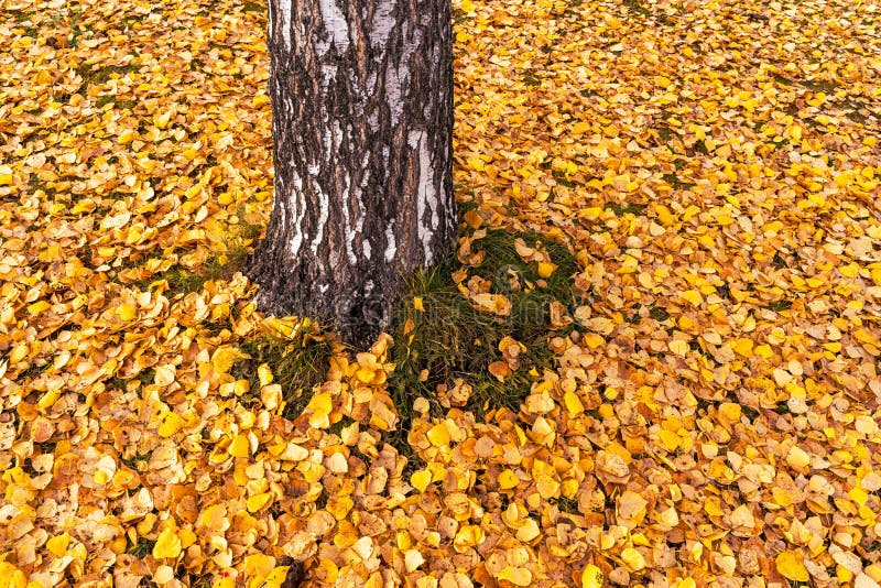 Toma de gran angular de hojas de otoño bajo un árbol de abedules. Un disparo en gran angular de hojas de otoño bajo un árbol de abedules