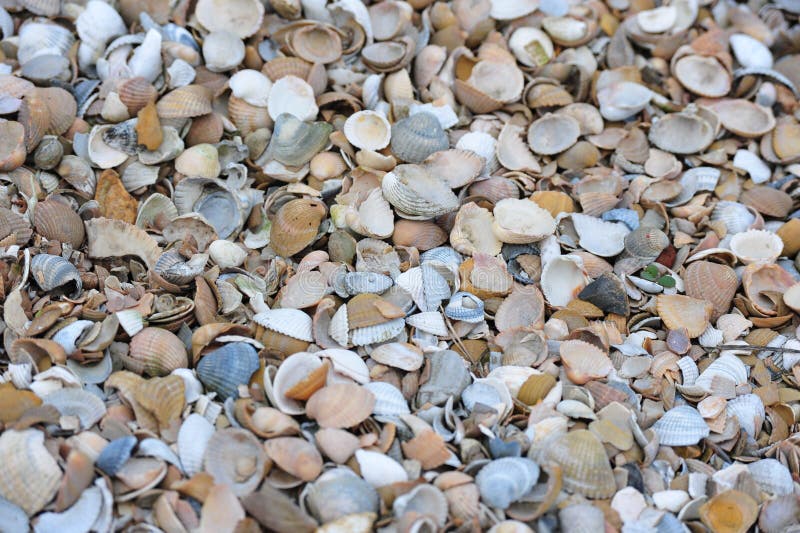 Toma de gran angular de una serie de pequeñas conchas fotografía de archivo
