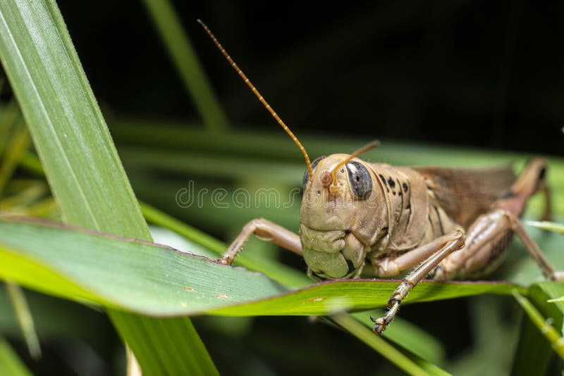 Macrofotografía de una langosta imagen de archivo libre de regalías