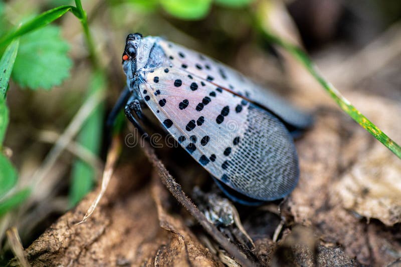 Toma macro de una lanternfly localizada en una planta. Una toma macro de una lanternera manchada en una planta
