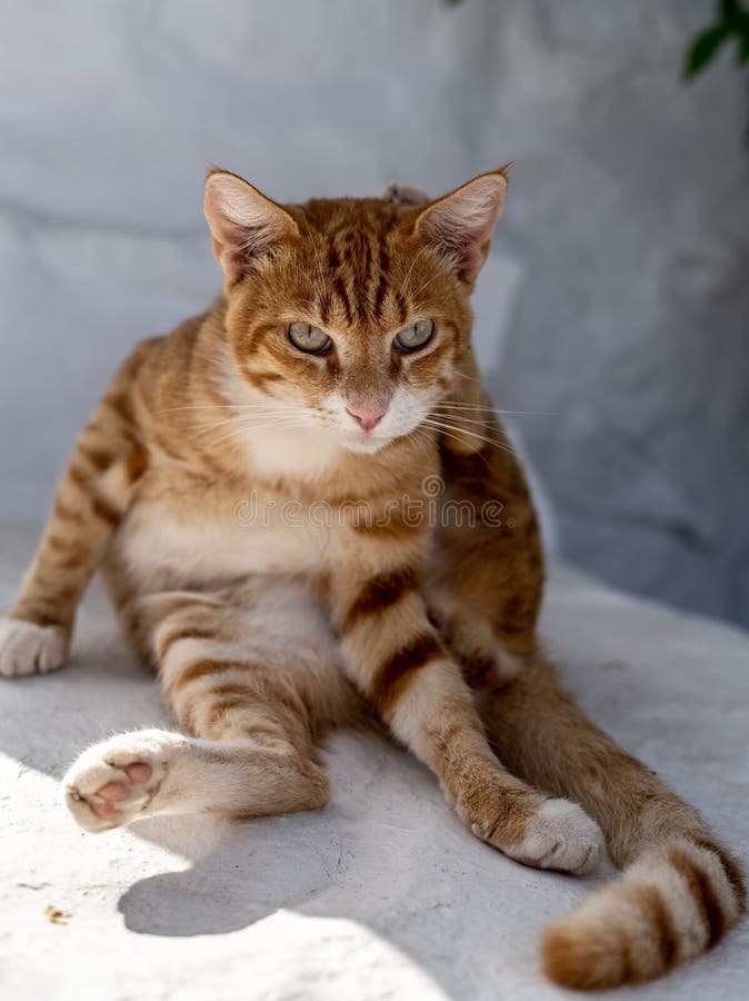 Una toma vertical de un gato jengibre sentado con una pierna detrás de la cabeza y mirando con enfoque