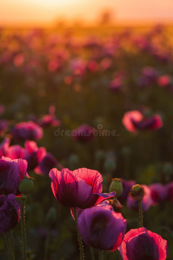 Toma vertical del campo floreciente de la plantación de adormidera al atardecer imagenes de archivo