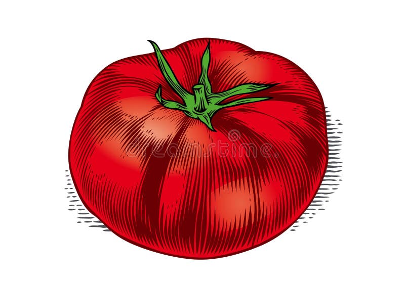  Tomaat stock illustratie