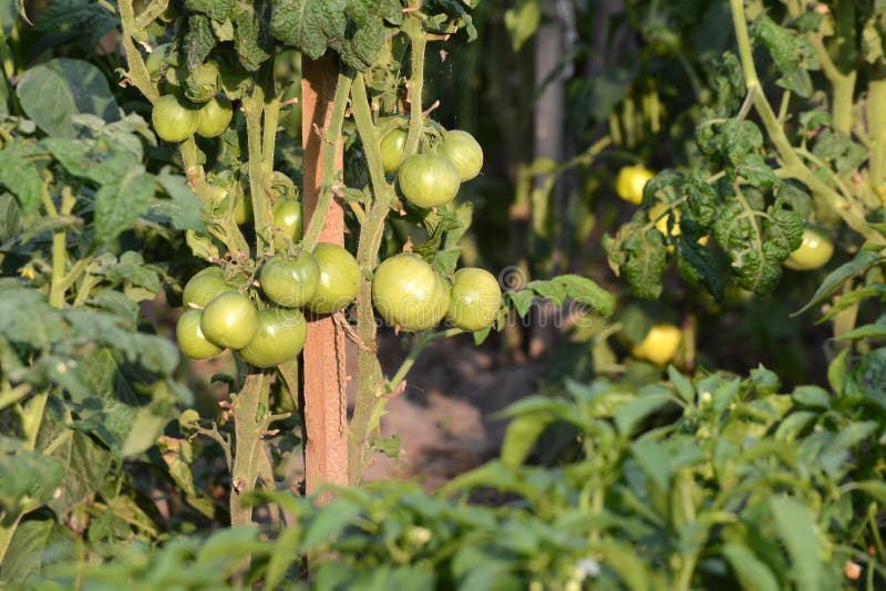  Tomaat in de moestuin royalty-vrije stock fotografie