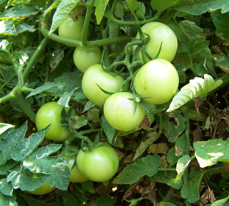 Tomate imagen de archivo libre de regalías Tomate imagen de archivo libre de regalías