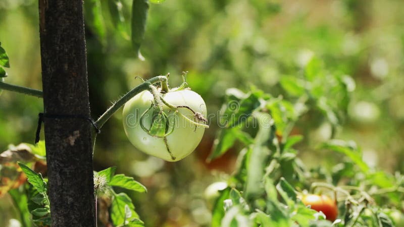 Tomate fraîche verte ondulant au vent lent