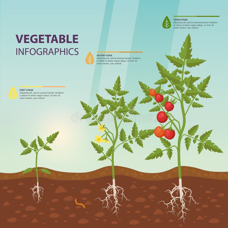 Tomatenstadiumswachstum Lebenszyklus Einer Tomatenpflanze, Des Blattes