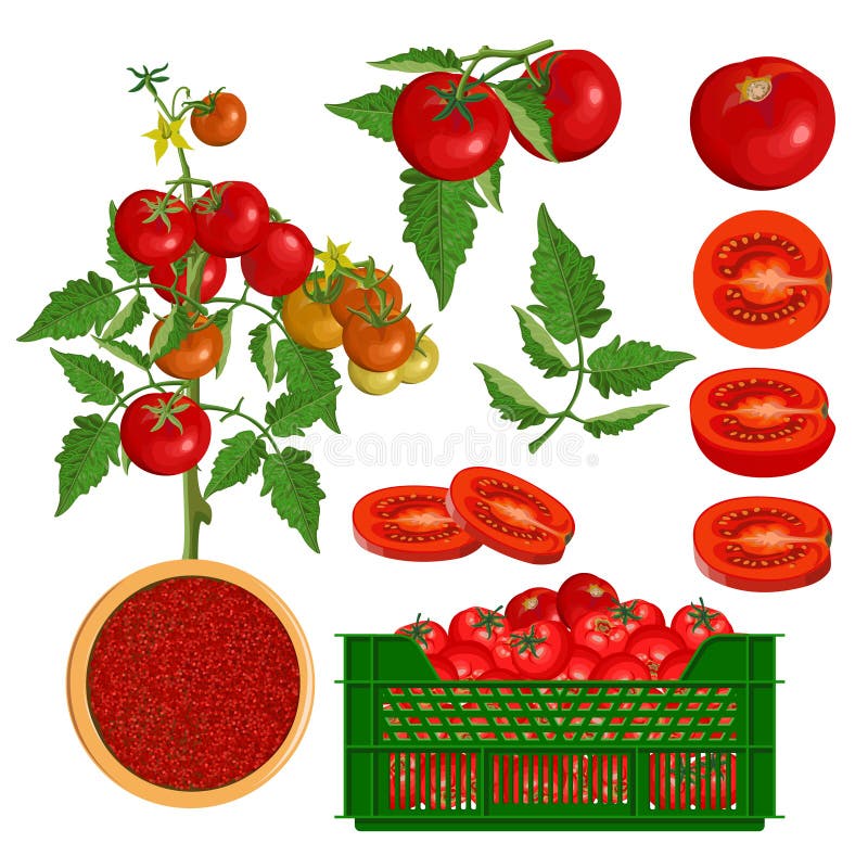 Tomate roșii roșii proaspete, frunze tufișuri întregi și lăzi. royalty free illustration