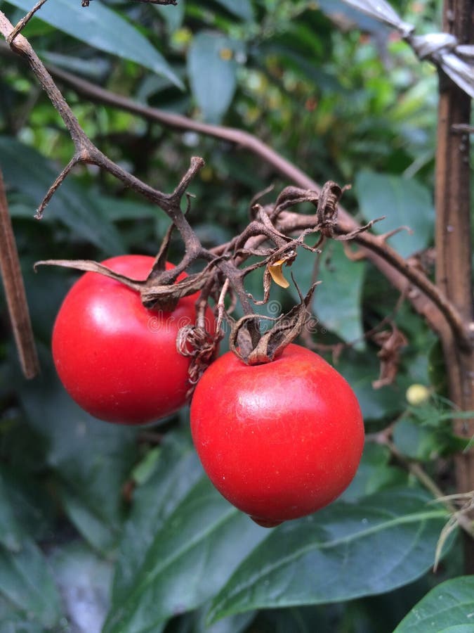 Tomate imagens de stock Tomate imagens de stock
