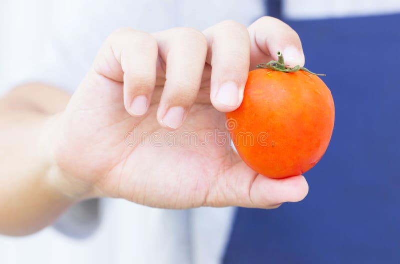 Tomate vermelho fresco na mão do homem asiático foto de stock royalty free Tomate vermelho fresco na mão do homem asiático foto de stock royalty free