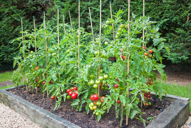 Tomateiros com tomate maduro que cresce ao ar livre no inglaterra