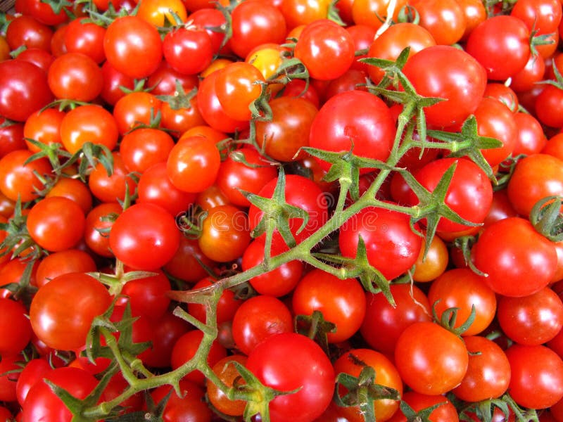 Tomaten royalty-vrije stock foto's Tomaten royalty-vrije stock foto's