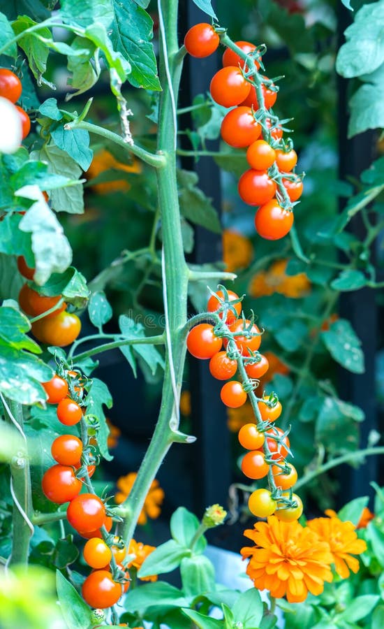 Tomaten Zugebereitet Im Garten Stockbild Bild von wachstum, grün