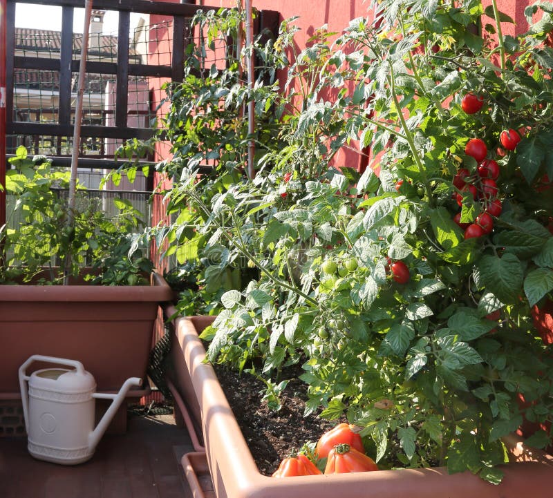 Tomatencultuur in de vazen van een stedelijke tuin op terrac stock afbeeldingen Tomatencultuur in de vazen van een stedelijke tuin op terrac stock afbeeldingen