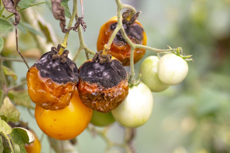 Tomatoes disease. Phytophthora Infestans. Late blight or potato blight.Phytophthora infestans is an oomycete or water mold. Tomatoes disease. Phytophthora Infestans. Late blight or potato blight.Phytophthora infestans is an oomycete or water mold.