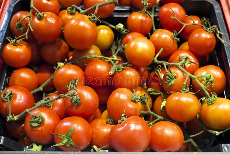 tomater 0rganic i ett stånd royaltyfria bilder tomater 0rganic i ett stånd royaltyfria bilder