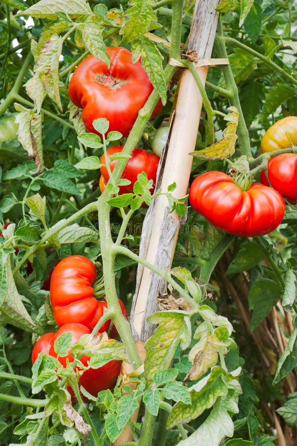 Tomates imagens de stock royalty free Tomates imagens de stock royalty free