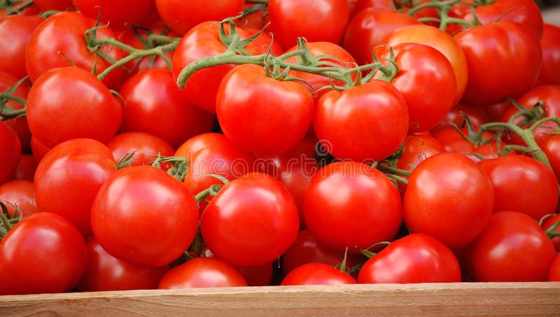 Tomates amadurecidos videira
