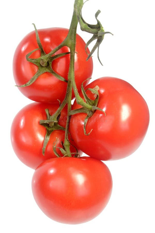 Tomates da videira