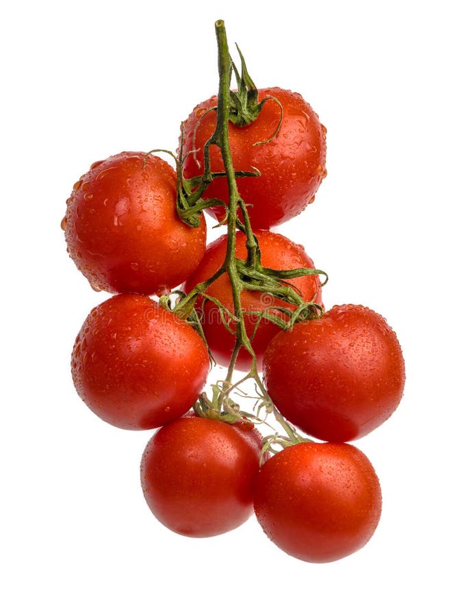 Tomates de cereza con descensos en rama imágenes de archivo libres de regalías Tomates de cereza con descensos en rama imágenes de archivo libres de regalías